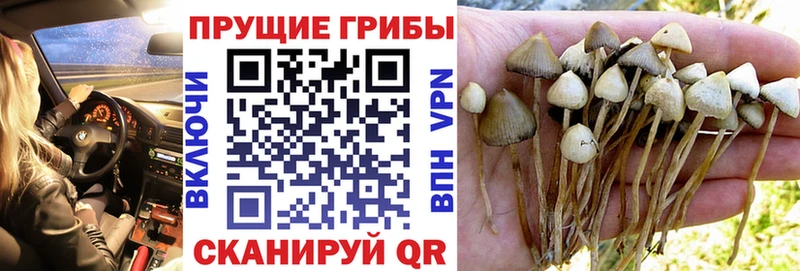 что такое Шиханы Псилоцибиновые грибы мухоморы